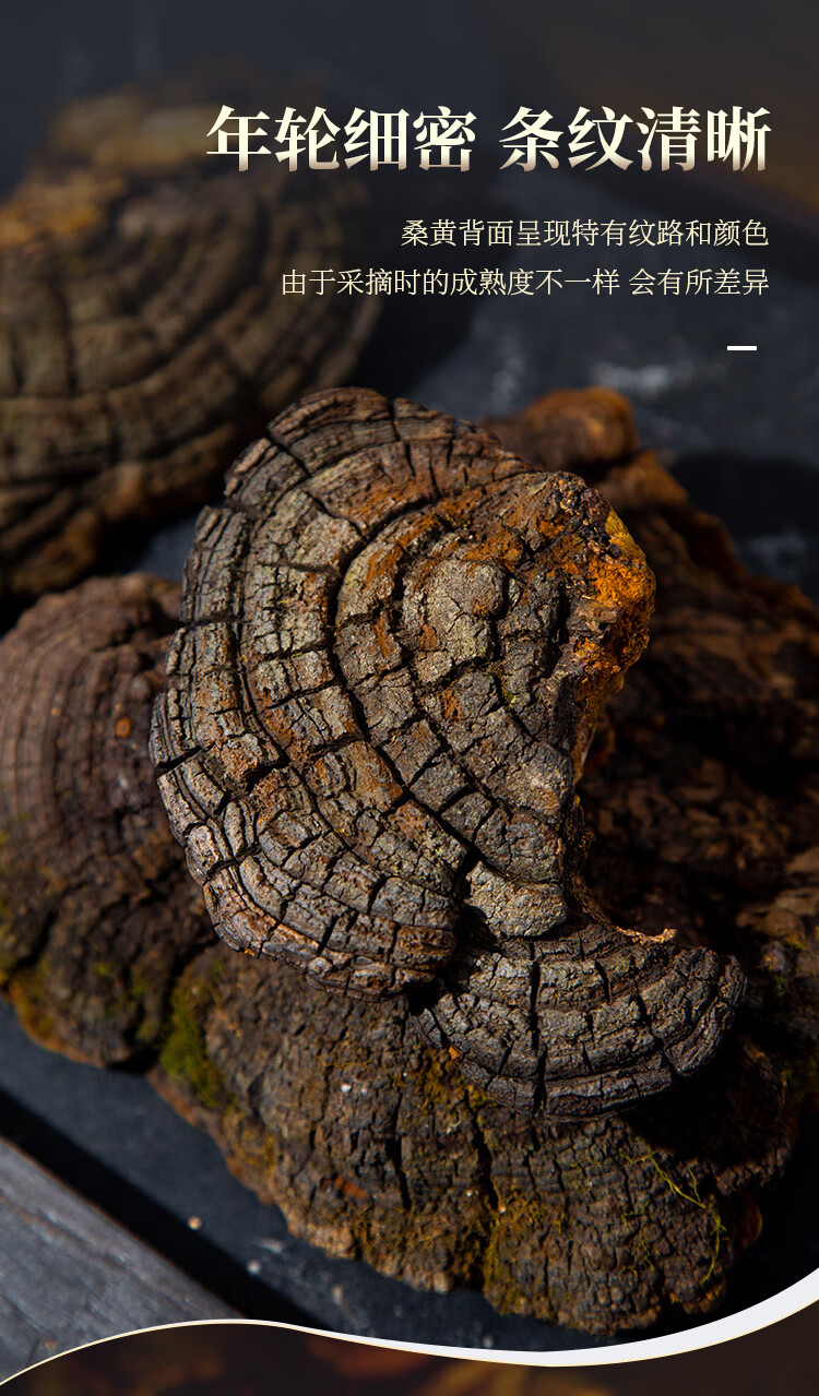 西藏野生桑树桑黄真20年特级野生桑黄灵芝整朵自治区250g区250g