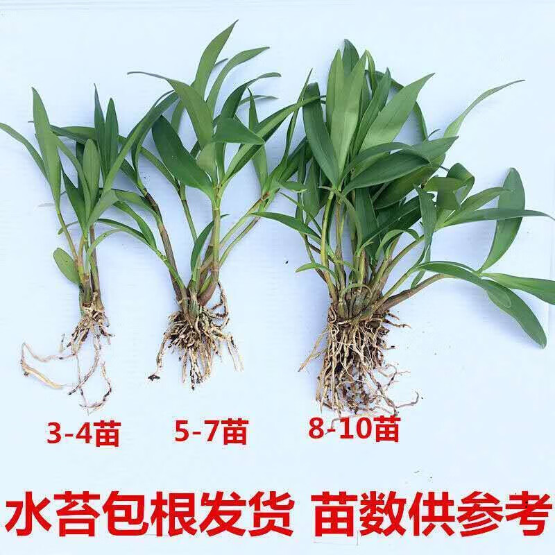 零利润加花盆加植料 黄金石斛兰花 四季开花 秋石斛盆栽室内浓香 超香