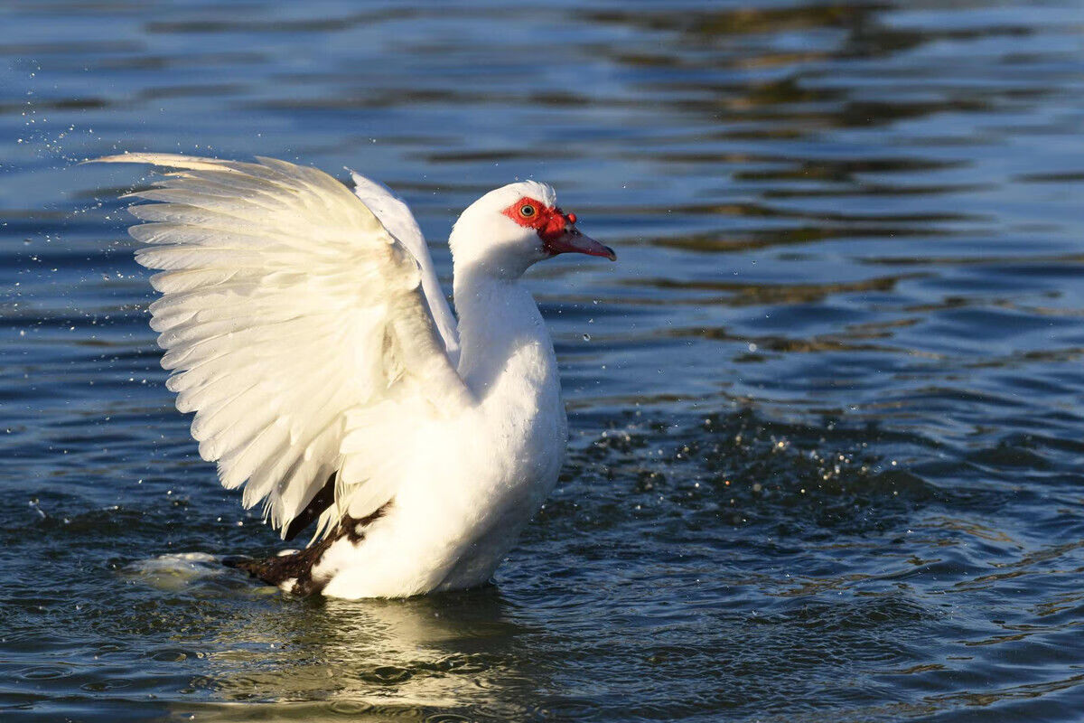 活体鸭半大鸭一斤鸭子番鸭下蛋麻鸭脱温鸭绍兴鸭半斤鸭包活 【大种