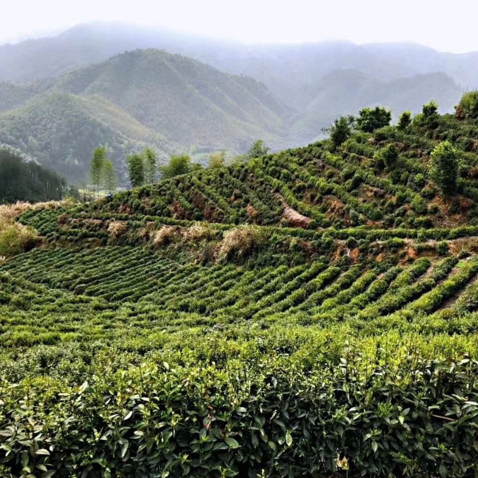 績溪茶葉金山時雨250g安徽績溪2021新茶葉正宗金山時雨綠茶茶農高山