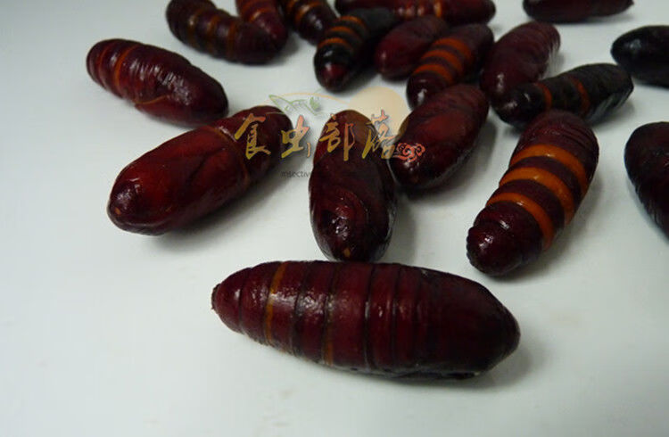 花初醒新店新鲜松虎蛹松毛虫蛹针蛹食用昆虫油炸烧烤生鲜冷冻运输