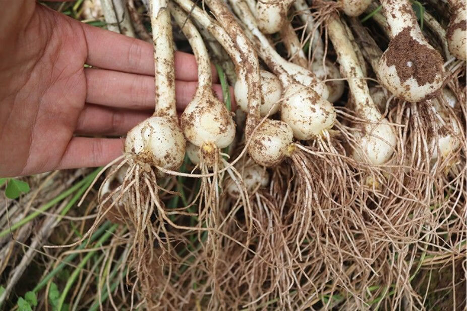 精选新鲜苦藠头四川泡菜苦芥苦蕌头小蒜苦茭团葱野葱头薤白头新鲜苦藠