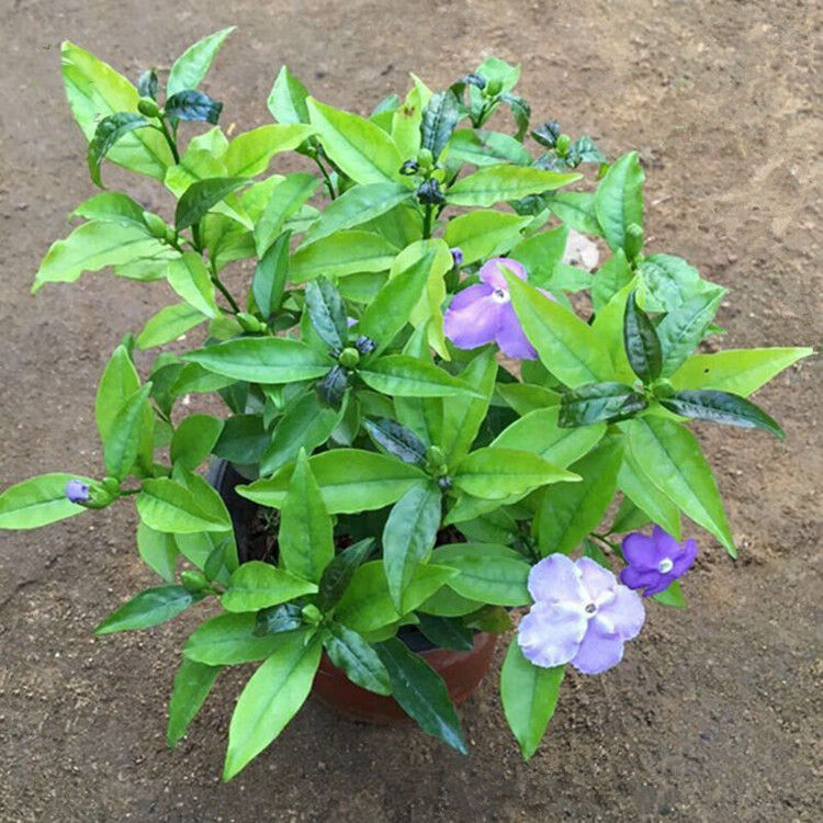 茉莉花苗双色茉莉花苗盆栽鸳鸯茉莉花卉盆栽紫茉莉花浓香型带花q4年双