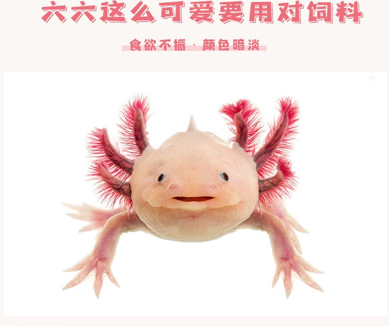 reptilestructure鱼食六角恐龙鱼饲料六角龙娃娃鱼蝾螈六