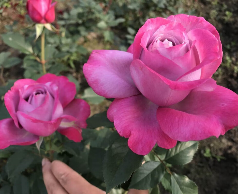 山姆月季 紫魂香水月季花苗大花浓香四季开花勤花新手易养易活 紫魂