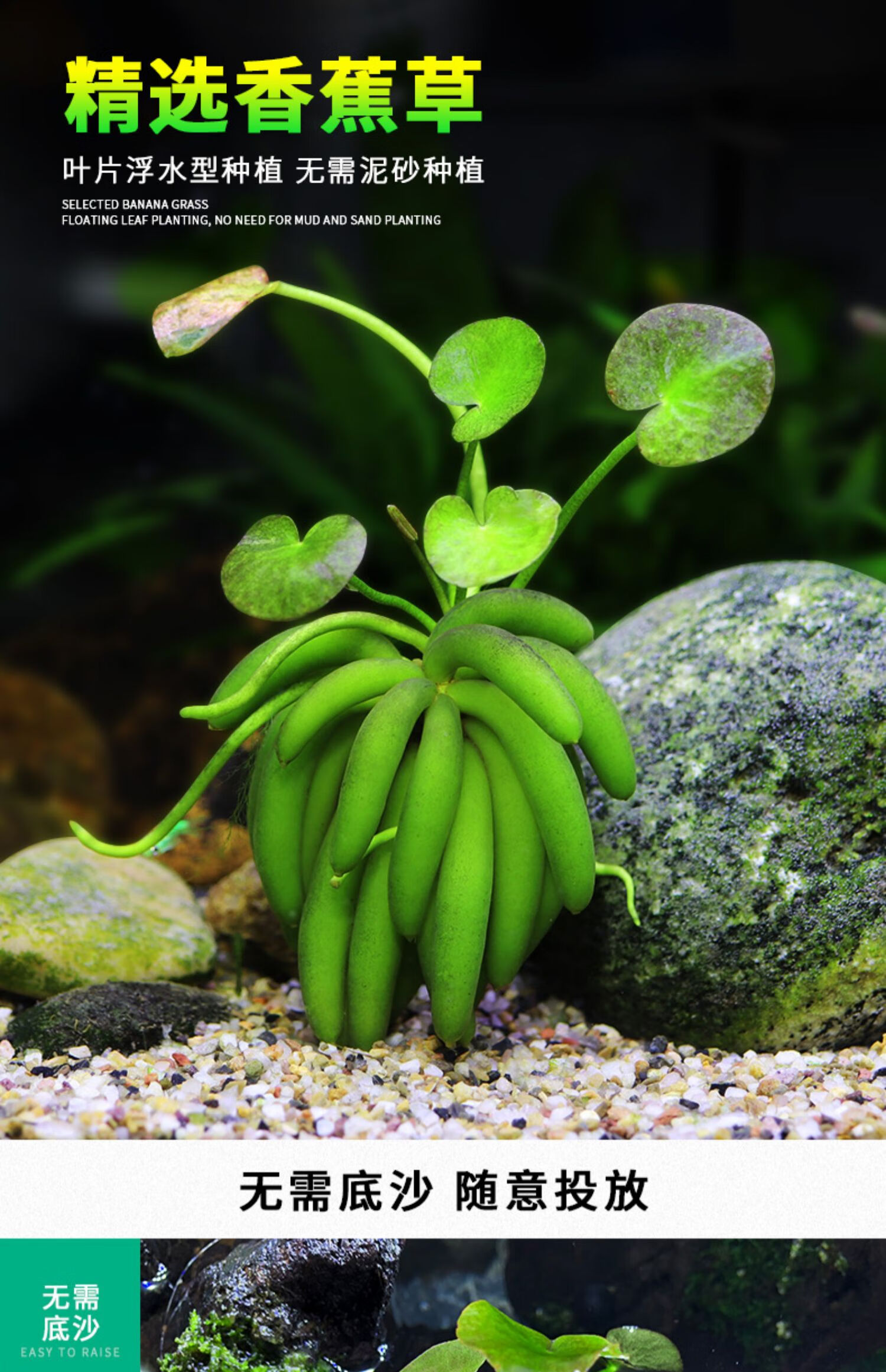 进口结蕉香蕉草水草活体水中叶懒人鱼缸造前景无需种植新手易养活