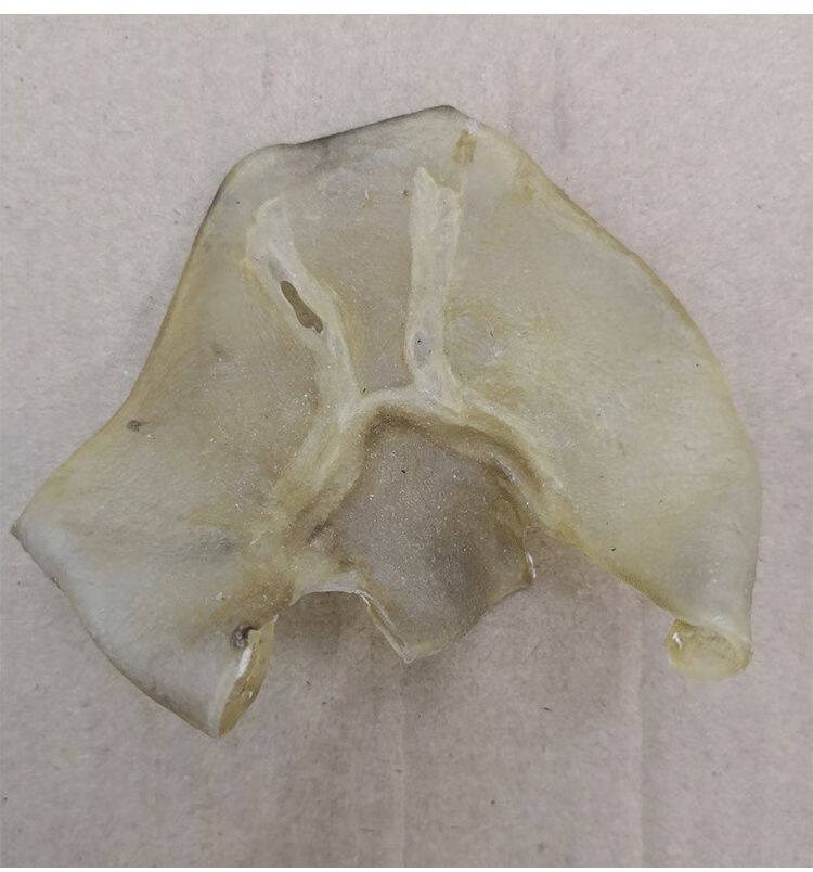 甲鱼底板肉水鱼中华鳖肉甲鱼裙边干货佛跳墙食材团鱼边缘肉甲鱼干