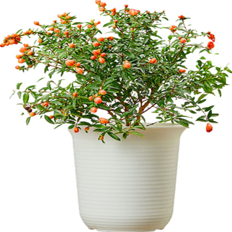 江影清潮汕喜庆红花石榴花仙草抹草小槐花阳台庭院盆栽带土发货 仙草