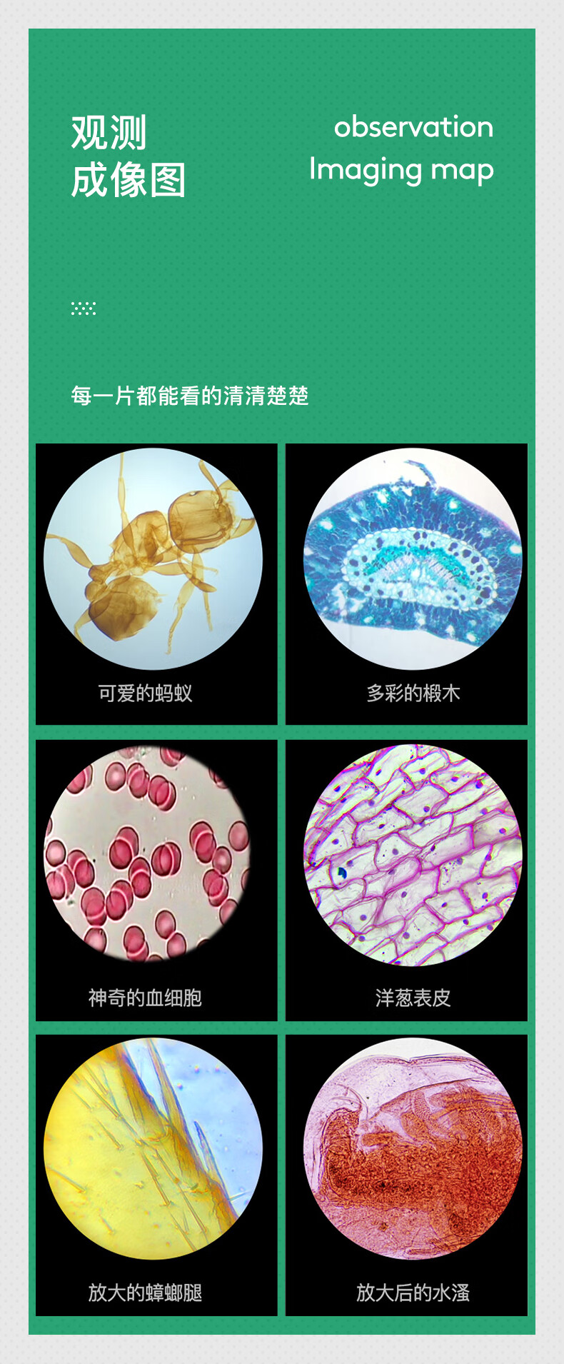 宝视德显微镜 德国宝视德显微镜生物标本切片动植物细胞儿童学生载