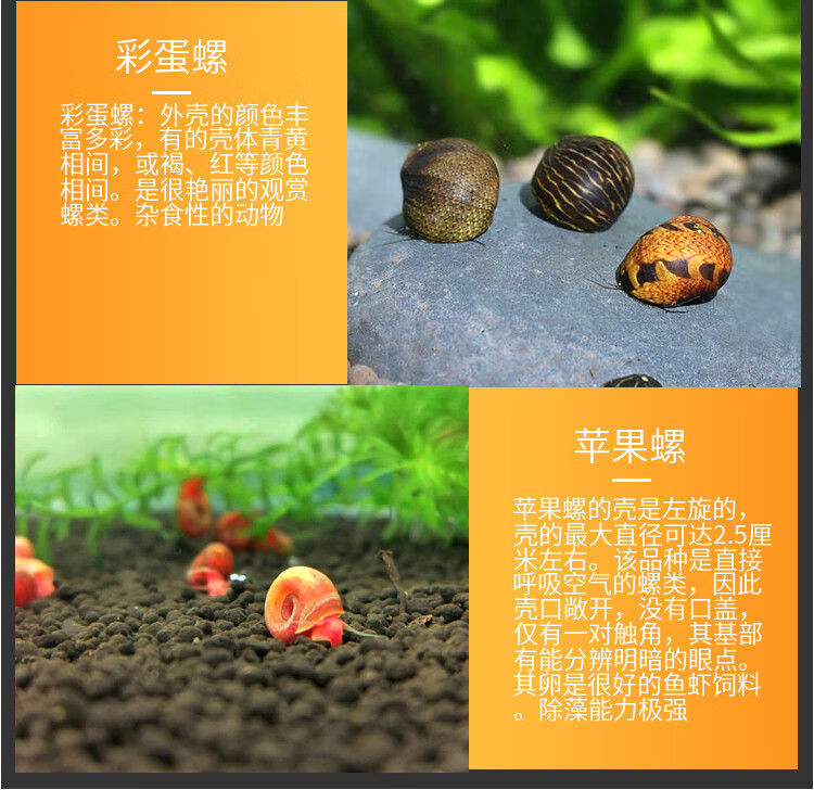 黄金螺观赏螺吃鱼屎活体除藻螺鱼缸清洁螺吃鱼屎工具螺淡水繁殖螺大号