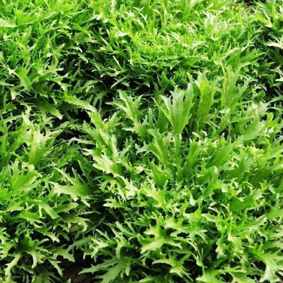 苦菊新鲜蔬菜生吃苦叶生菜新鲜沙拉菜细叶黄心苦苣菜生吃青菜批发 四