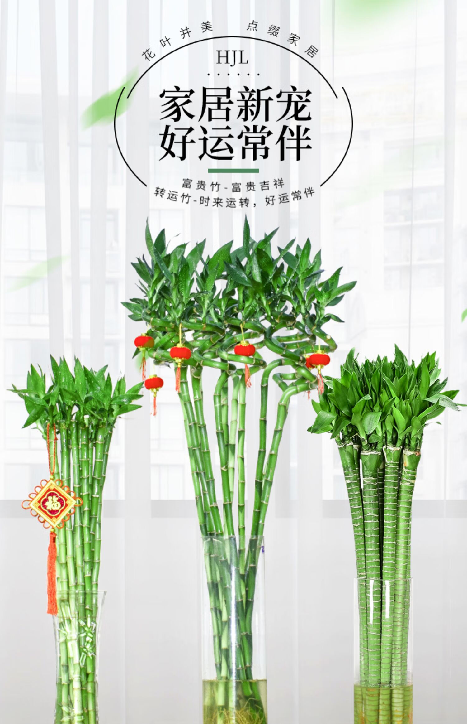 开运竹水养客厅弯竹子盆栽招财室内植物65cm转运竹弯竹8棵4灯笼不含盆