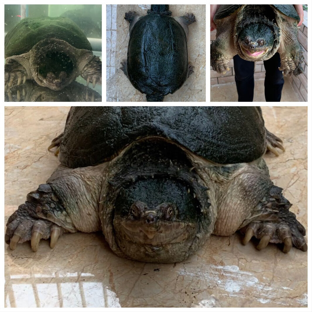 鳄龟分类图图片