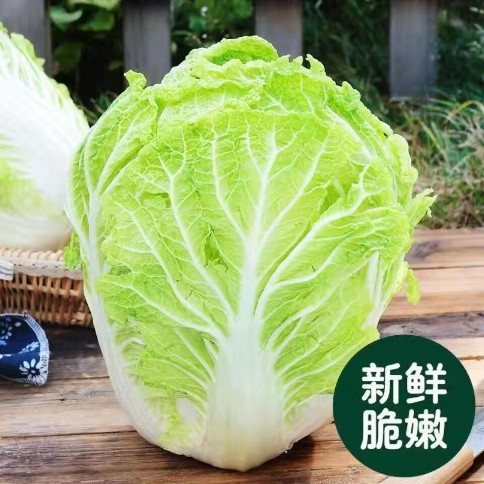东北大白菜新鲜农家蔬菜小菜包心青菜整棵可做酸菜辣白菜56斤