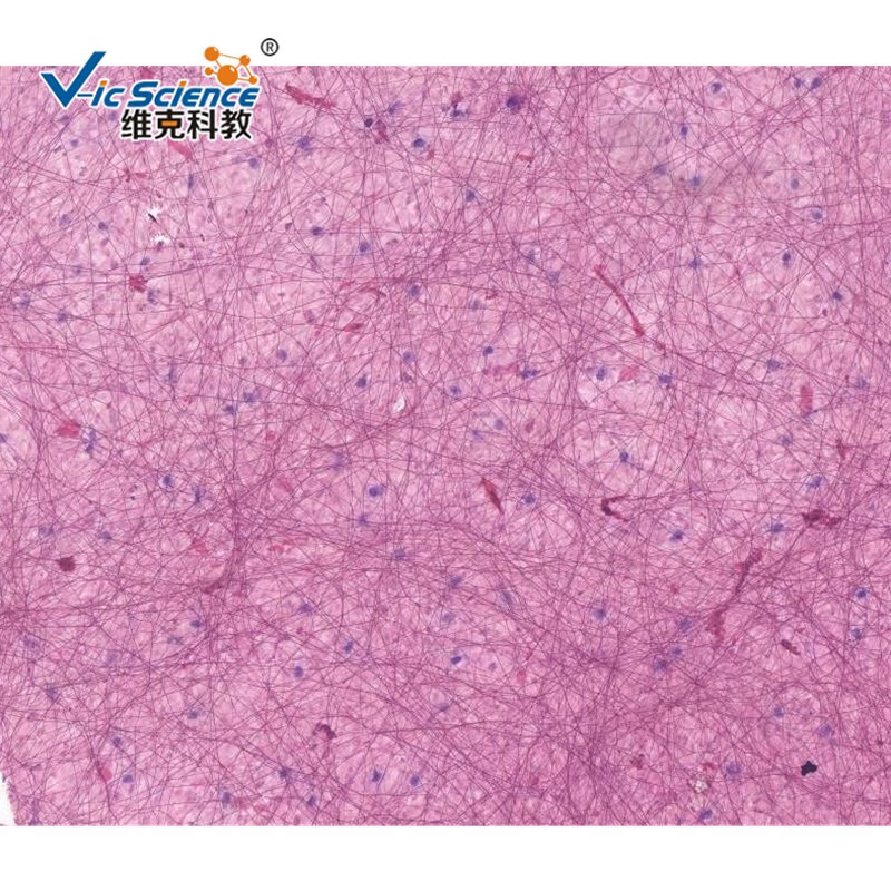 結締組織教學標本高等教育使用教學切片組織學與胚胎學玻片標本顯微鏡