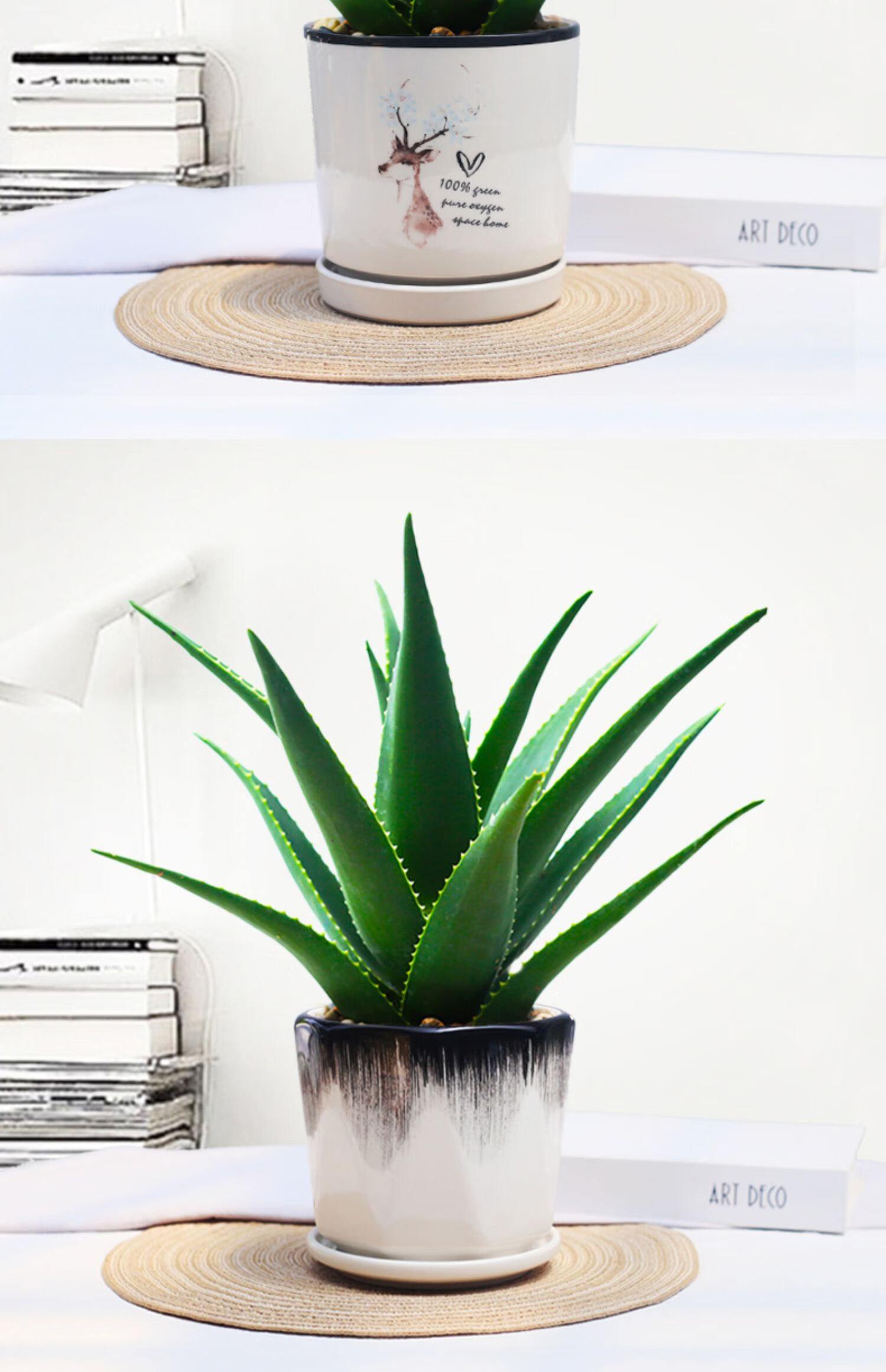 植物办公室防辐射吸甲醛好养绿植5年大老桩美人芦荟脱土发货带盆栽好