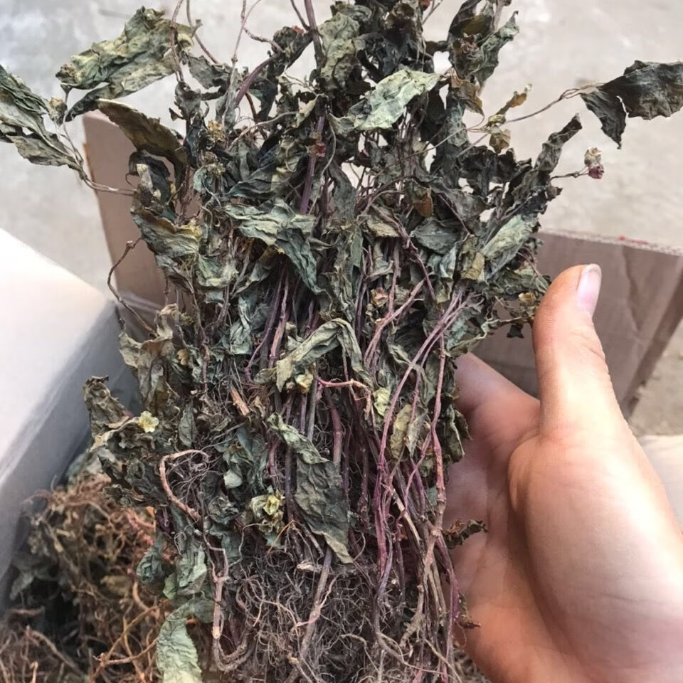 北京仁同堂原料风柜斗草干风柜斗草 风鼓草 风窝草中草药新货250g