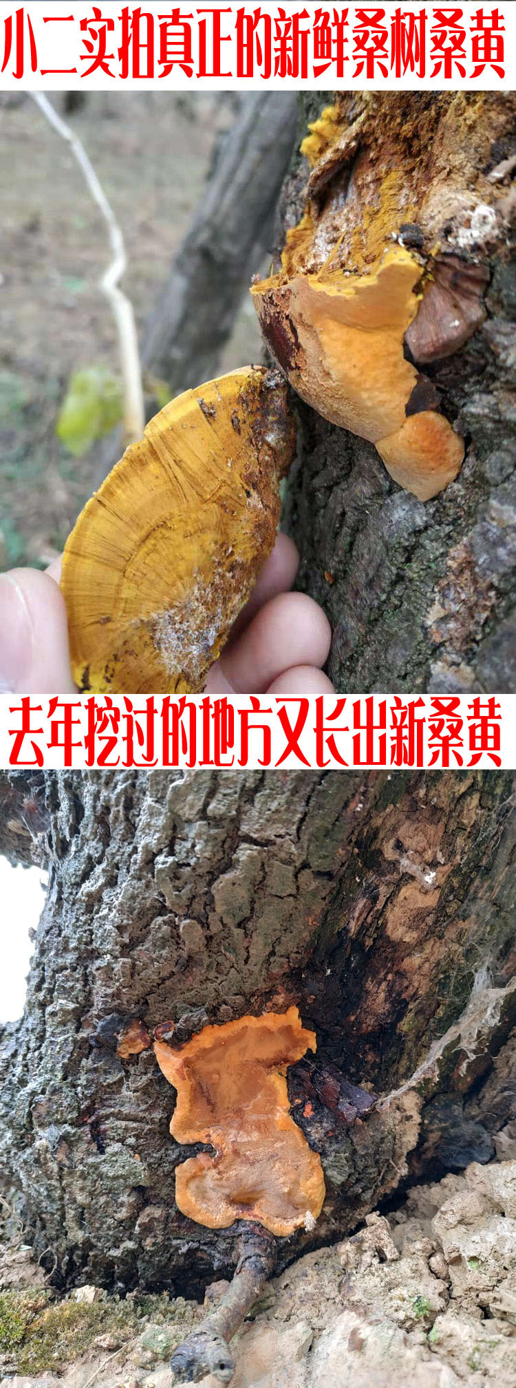 秦岭特级野生桑树桑黄灵芝正宗西藏金边桑黄半斤桑黄茶定制