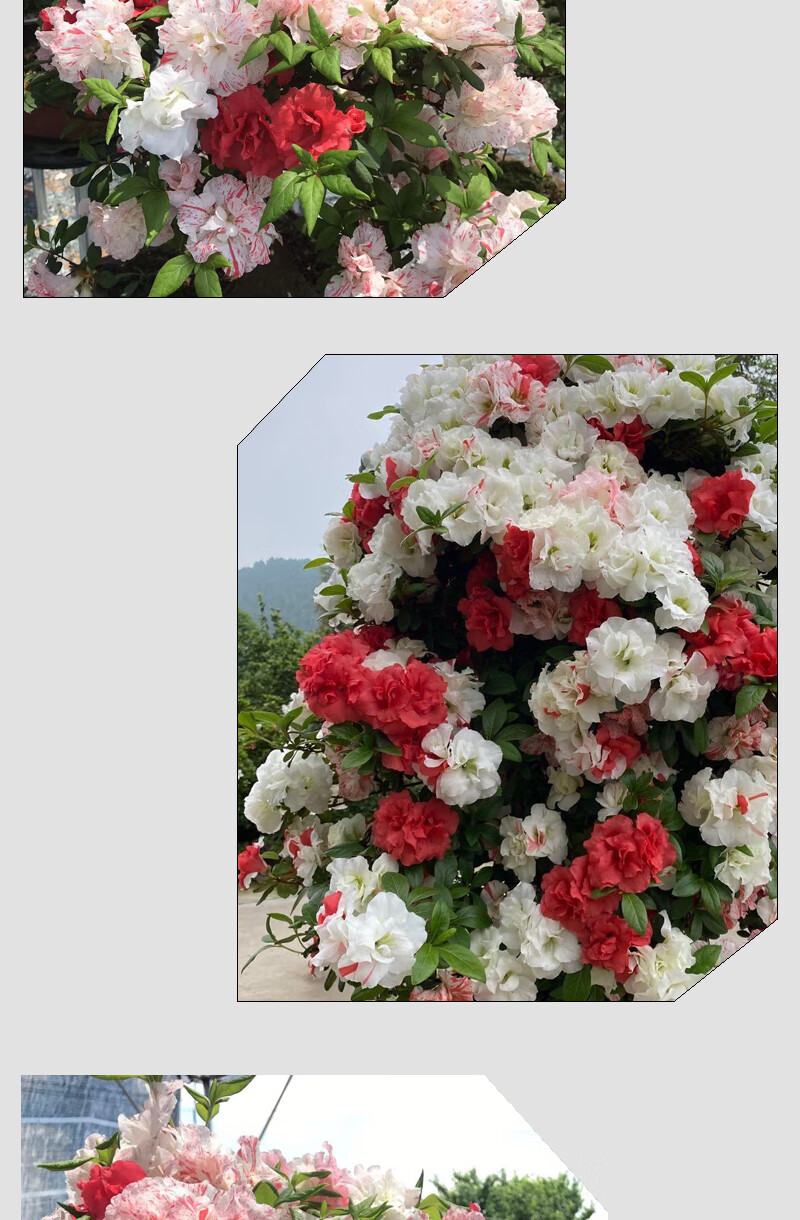 玉玲日本皋月杜鹃稀有名贵品种花开多色老桩盆景树苗耐寒耐晒植物花卉