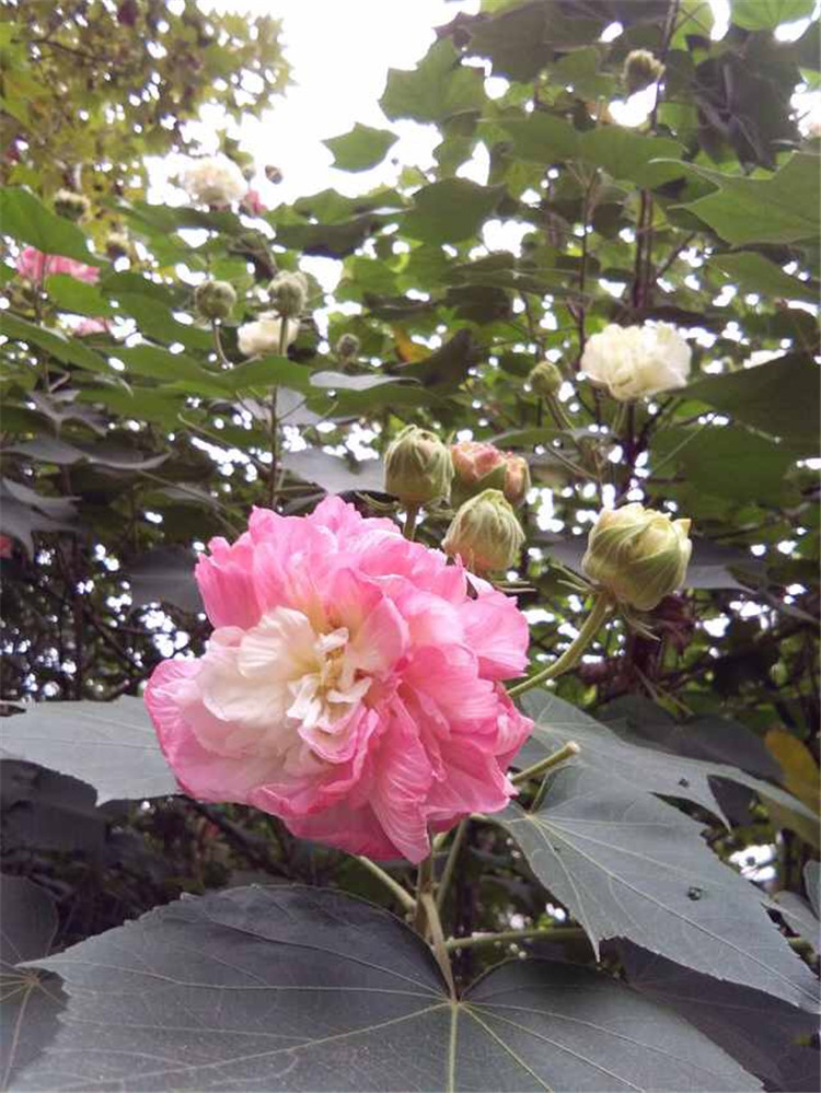 现货 京东云仓发货 盆栽重瓣醉芙蓉花苗 木芙蓉 三醉芙蓉室内外绿化
