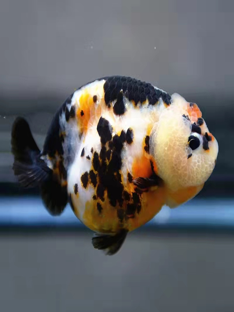 会打足球的兰寿高端兰寿金鱼观赏鱼活鱼潘氏小尾国粹黑兰寿精品小尾9