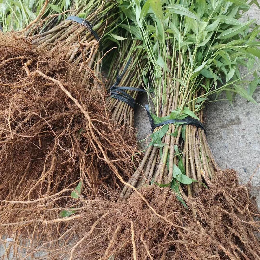 毛桃树苗100颗桃树实生苗桃树苗原生山桃砧木拆迁占地苗野毛桃苗 50