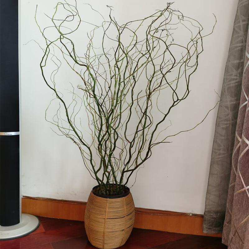 龙柳大型水培植物鲜枝四季好养树枝装饰室内庭院水养鲜切绿植造景不含