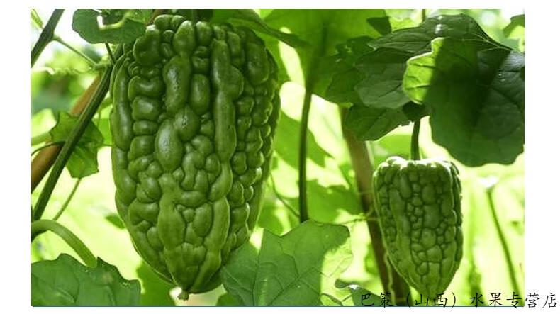 晨臻【顺丰-正宗江门大顶苦瓜】凉瓜新鲜 江门苦瓜 农家 松脆无渣圆形