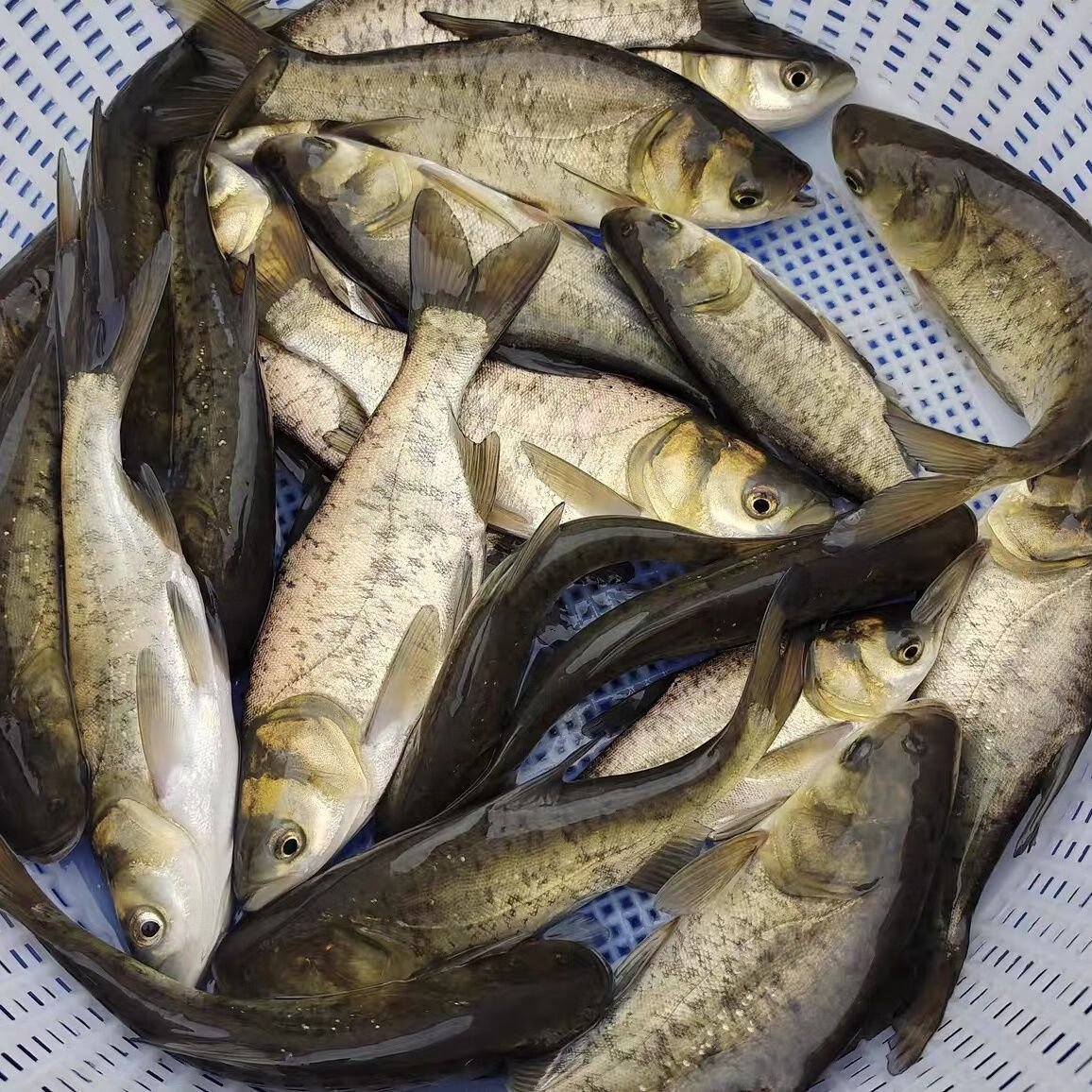 花鲢鱼苗 黑鲢鱼苗 大头鱼苗 鳙鱼 鱼苗麻鲢胖头鱼苗花大头鱼苗 8-10