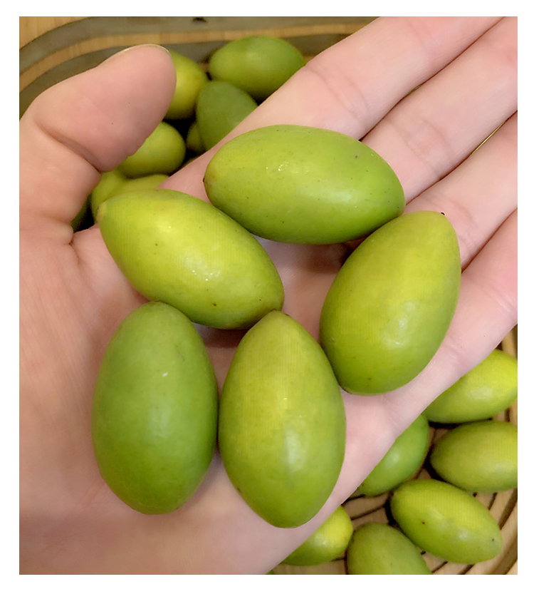 春光岛潮汕特产新鲜橄榄甜种青橄榄孕妇水果生吃橄榄一斤装