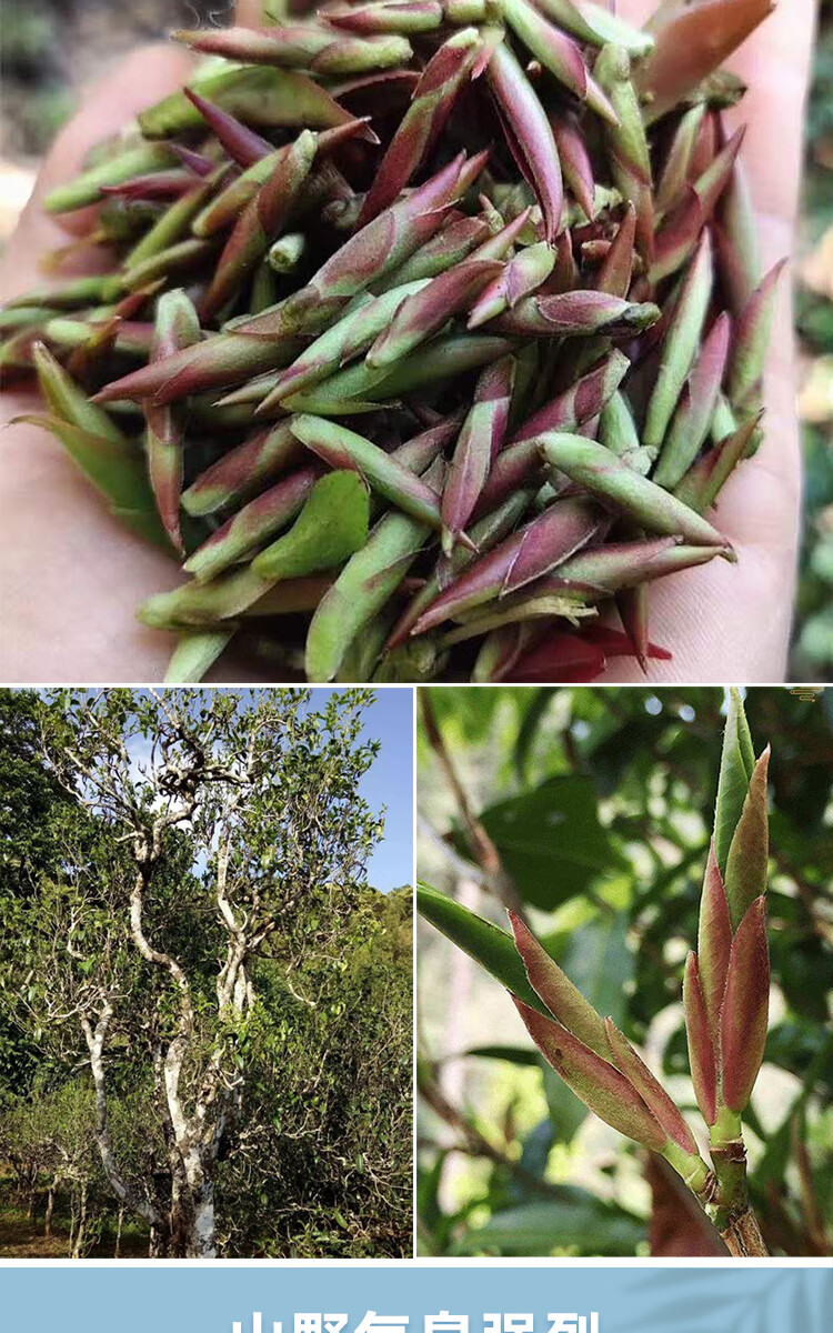 霄青竹a云南新茶野生古树紫芽苞普洱生茶紫芽孢花香荒野茶叶散装250g