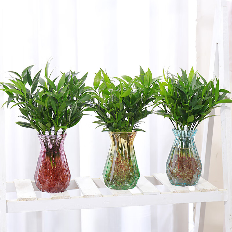 水培驱蚊竹柏水养植物室内客卧室桌面绿植盆栽花卉四季常青长寿竹10棵