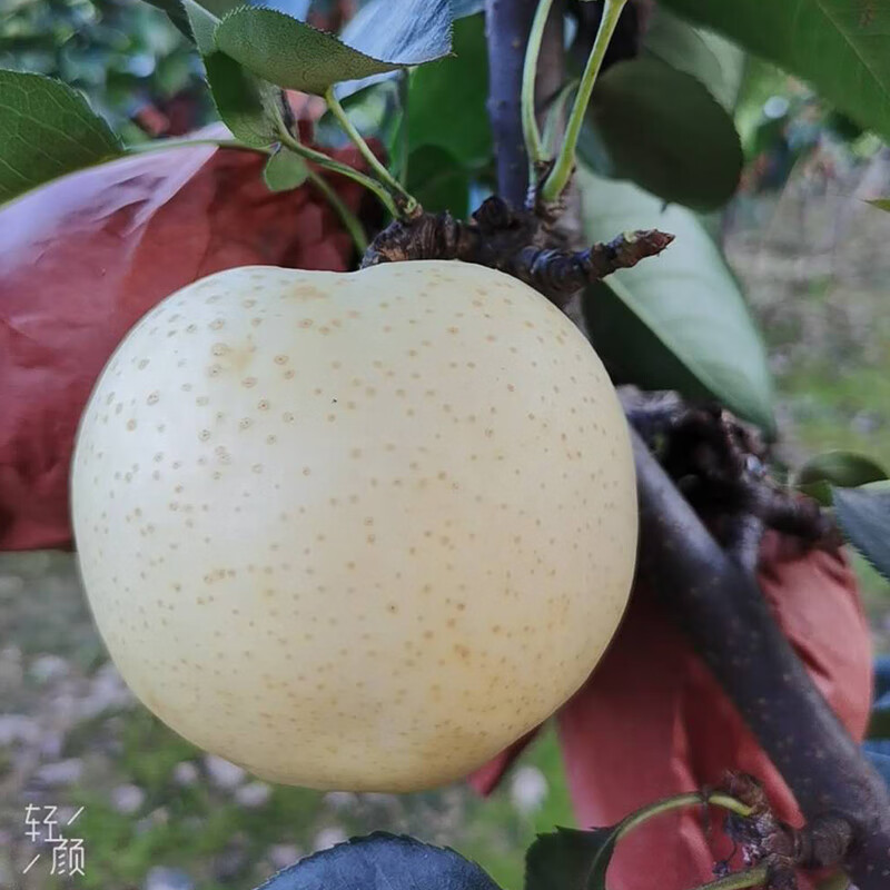 更多參數>>國產/進口:國產原產地:河南包裝形式:簡裝品種:黃金梨商品