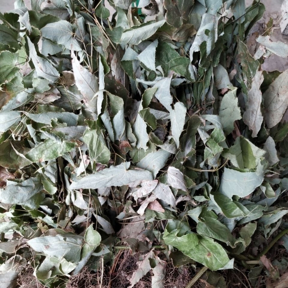 有仁堂 贵州省苗药淫羊藿野牲中草药材仙灵脾全株入药产地直实发 茎叶