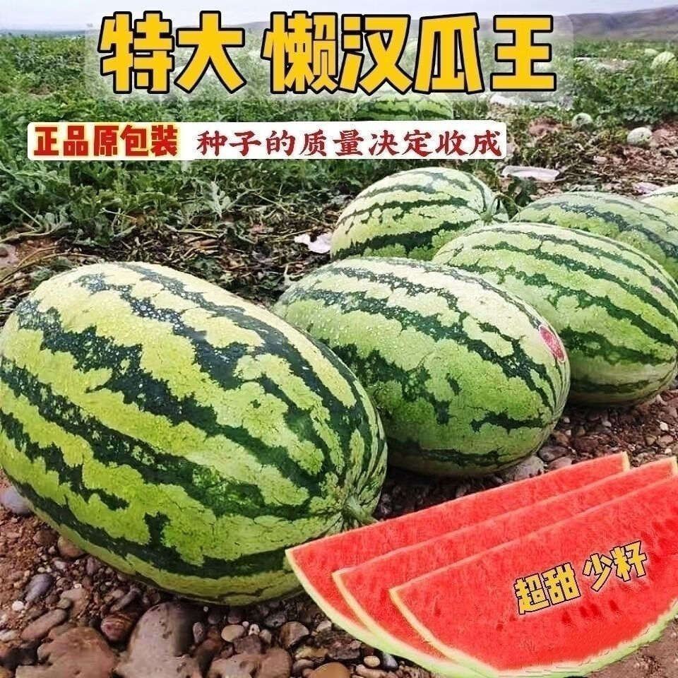 特大懒汉西瓜种子 5克装【精品原装】1包【图片 价格 品牌 报价】