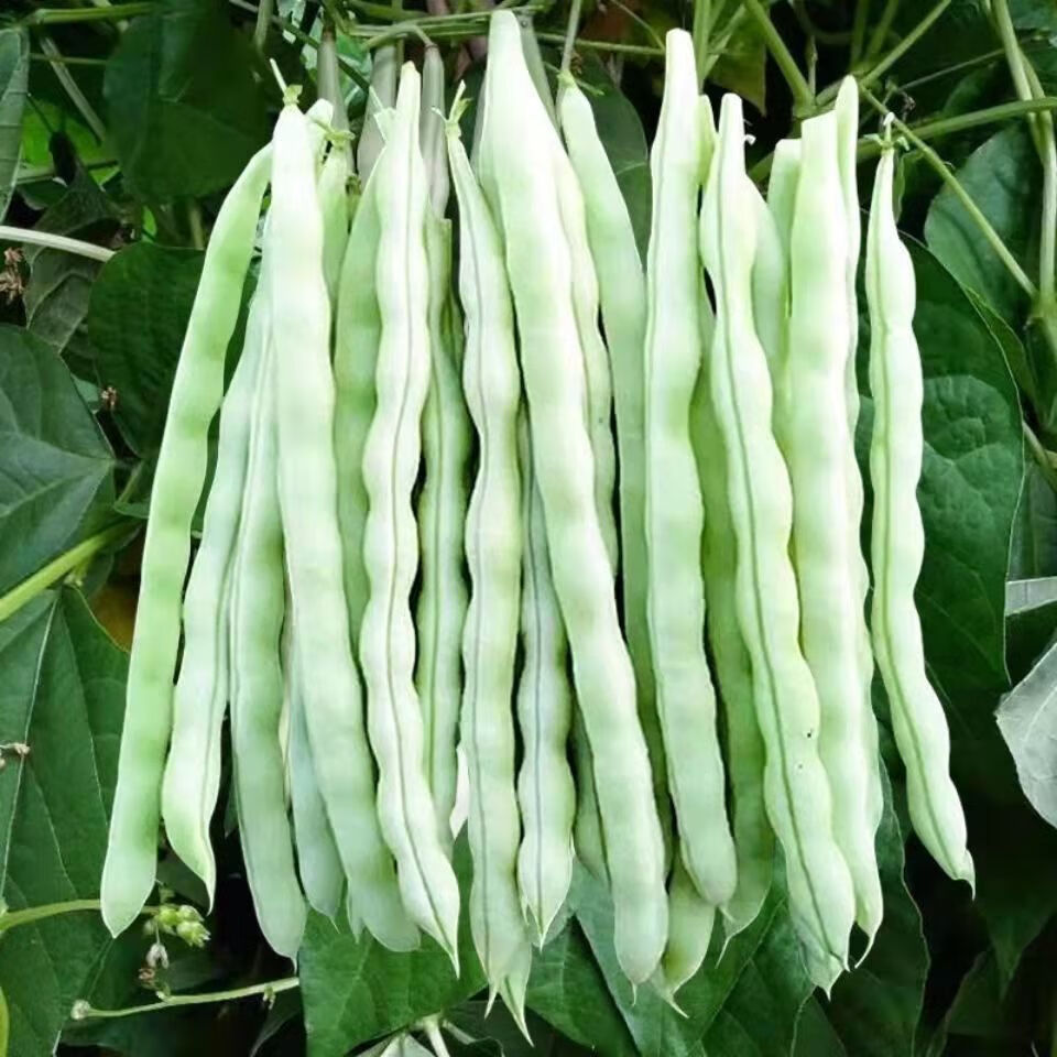 24小时发货白芸豆老来少白不老豆角种籽摘不败四季豆籽早熟高产蔬菜