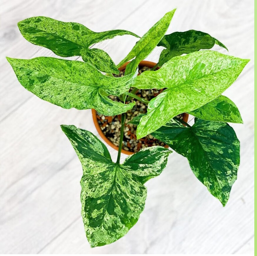 豫权莫吉托合果芋牛奶白锦合果芋 syngonium mojito荷兰进口绿植