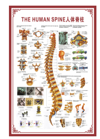 人體骨骼圖掛圖器官內臟結構圖海報脊柱圖解肌肉分佈解剖圖掛畫(注意