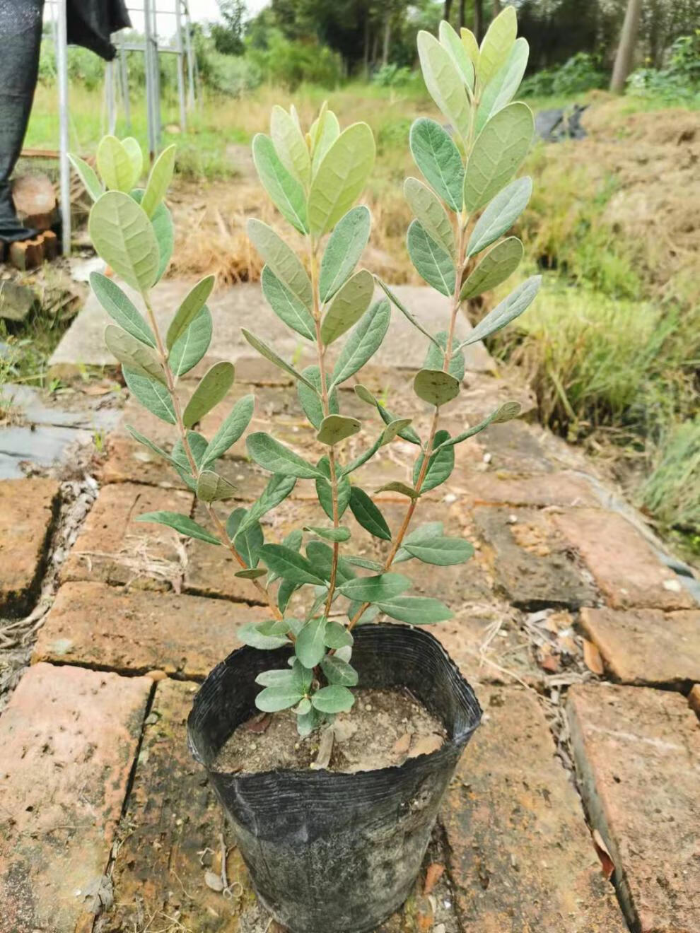 菲油果嫁接苗带花苞带原土 费约果 法国安德烈优选果树型大果 26x21