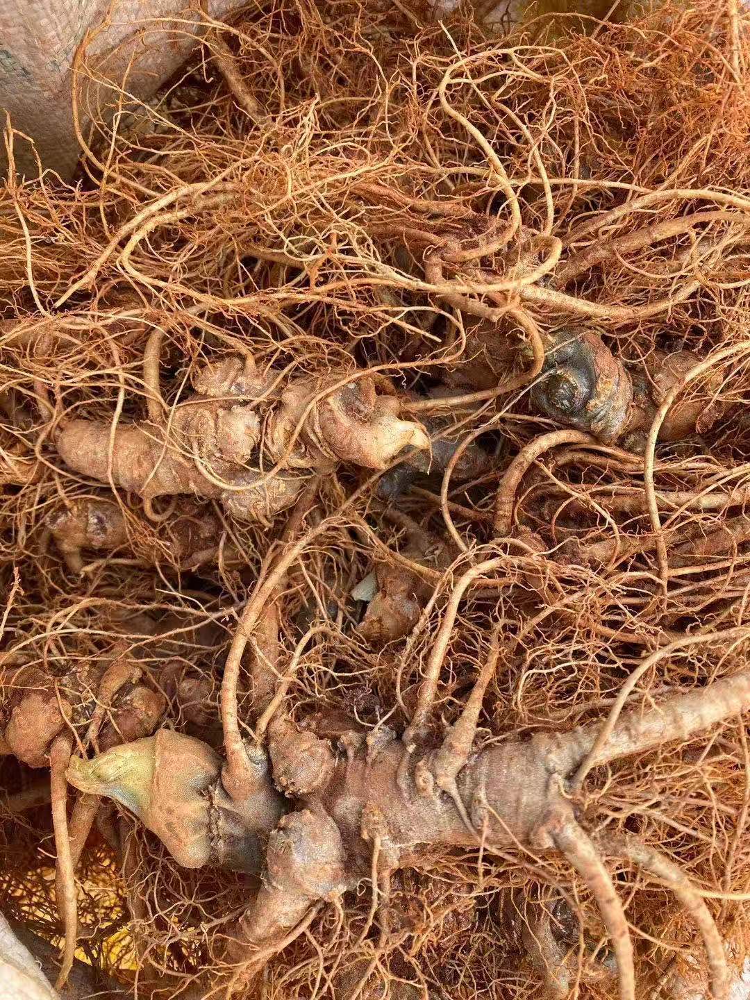 花初醒三七根新鲜三七云南文山鲜田七现挖20头30头40头鲜煲汤泡酒料10