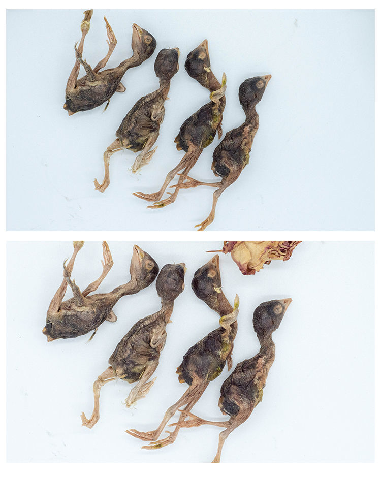 猫零食小鹌鹑冻干幼猫咪零食发腮成猫营养增肥钙冻肉干鹌鹑猫粮精选