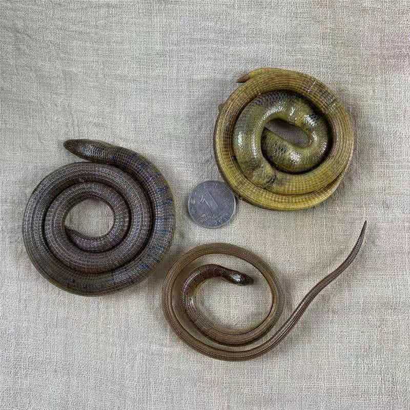 脆蛇中药材翠蛇10克 碎蛇山黄鳝地鲜整盘无断截 新货养生泡酒原料