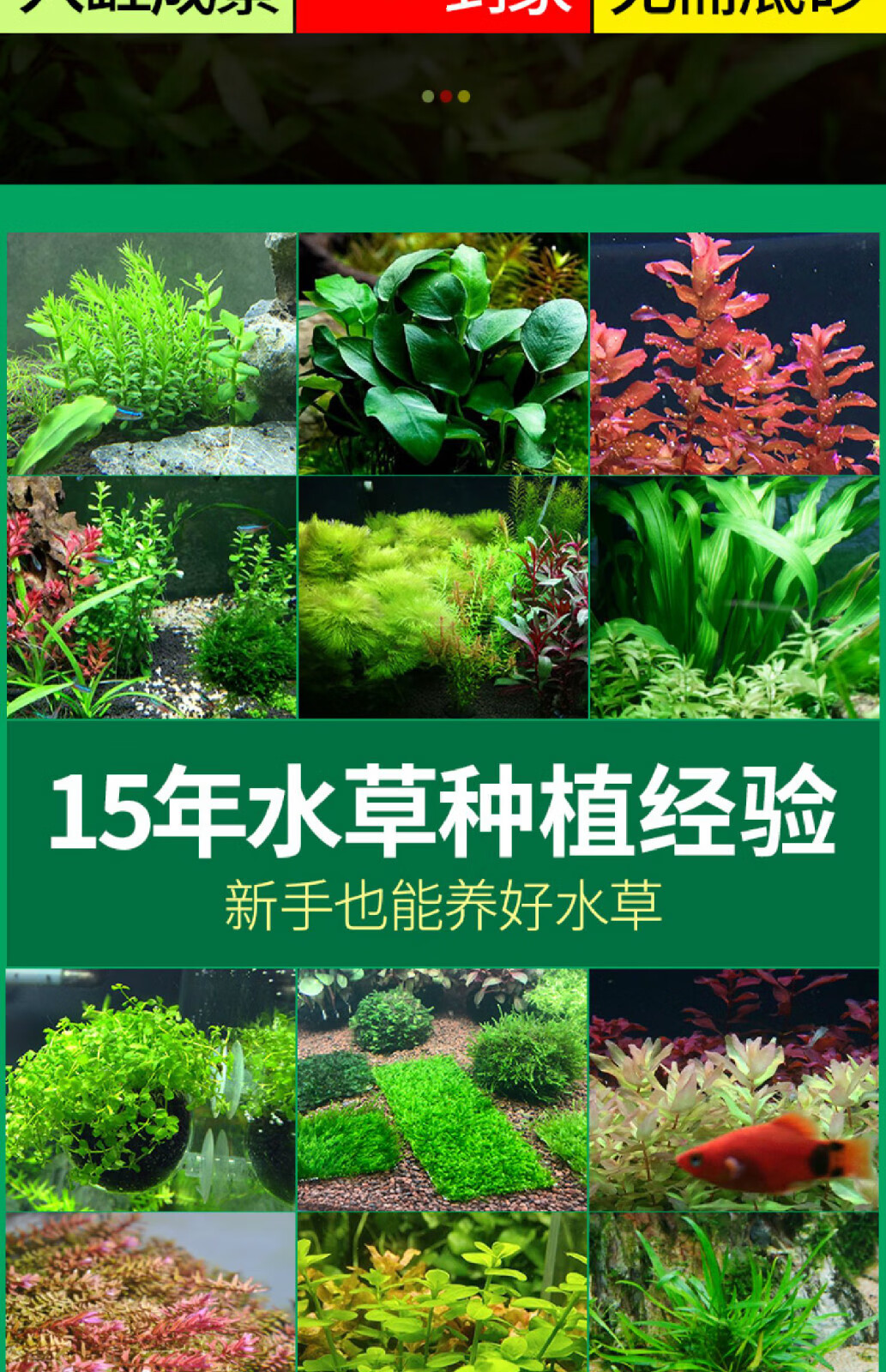 水生植物淡水活体套餐莫斯懒人前中后景阴性水草大叶榕沉木配红波沉木