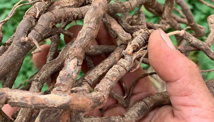 【京优购】【优选】黑老虎根中药材500g广西钻骨风中草药风沙藤冷饭团