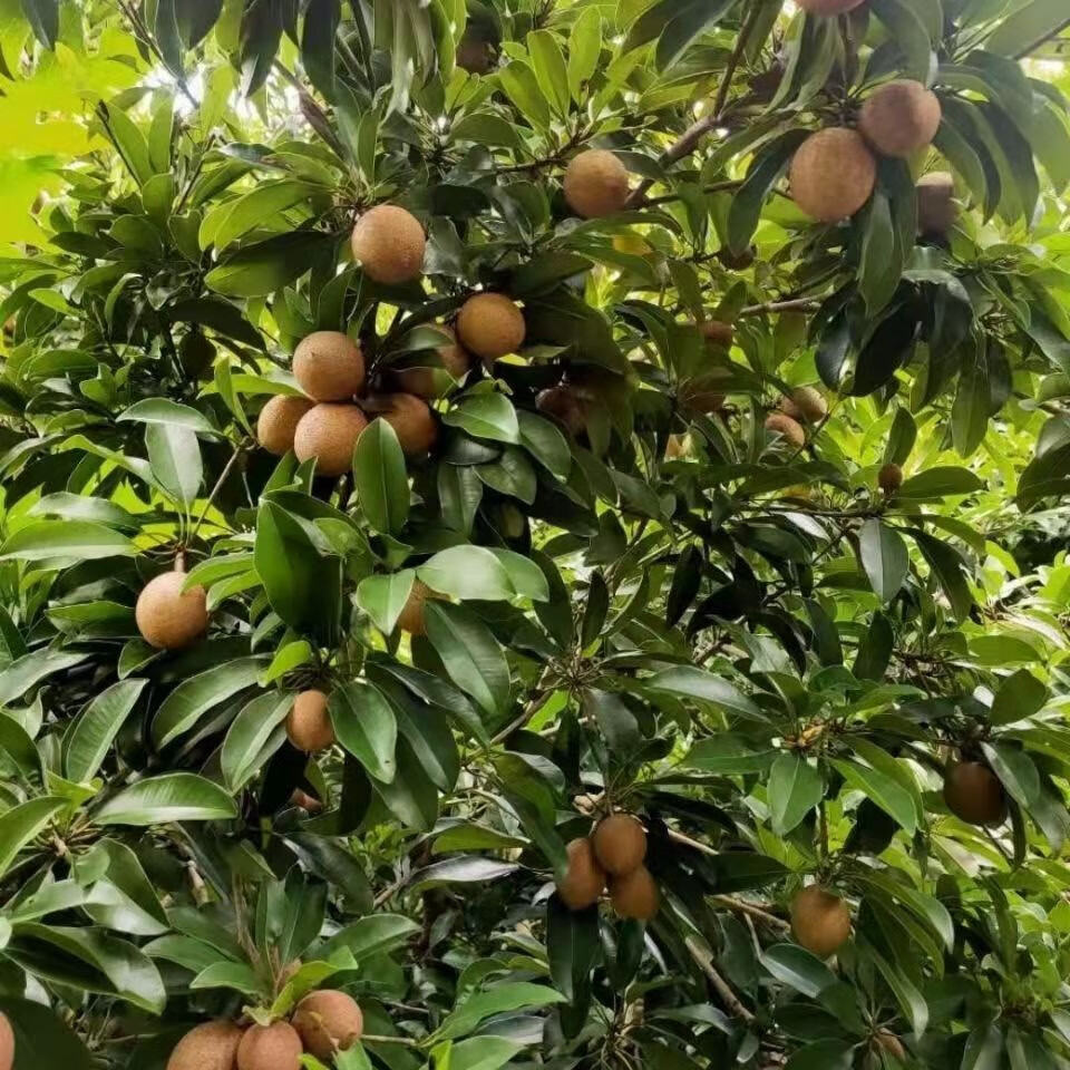 精选特大果海南人心果孕妇人参果仙人果三亚当应季热带水果罕见稀奇