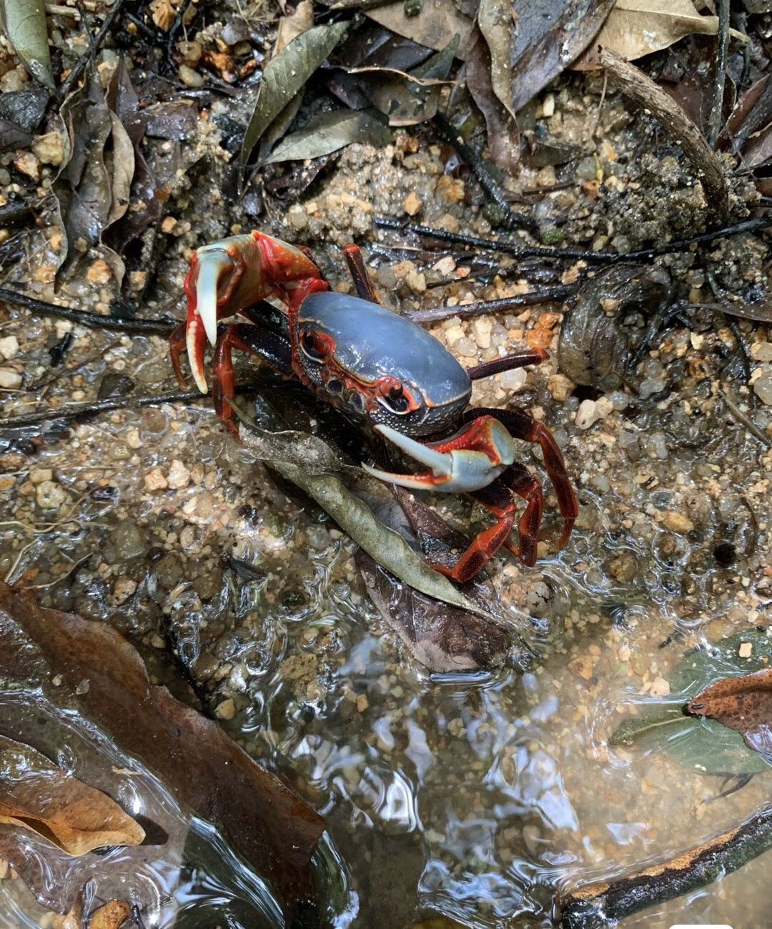 荣郁南海溪蟹束腰蟹蓝尖肢溪蟹香港hk溪蟹溪流螃蟹观赏蟹水陆观赏宠物
