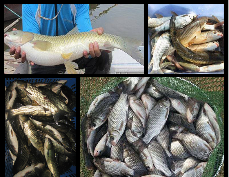 巨物鲟青线钓鱼人快鱼鲟鱼青鱼大物巨物鱼线100米 主线10号【图片