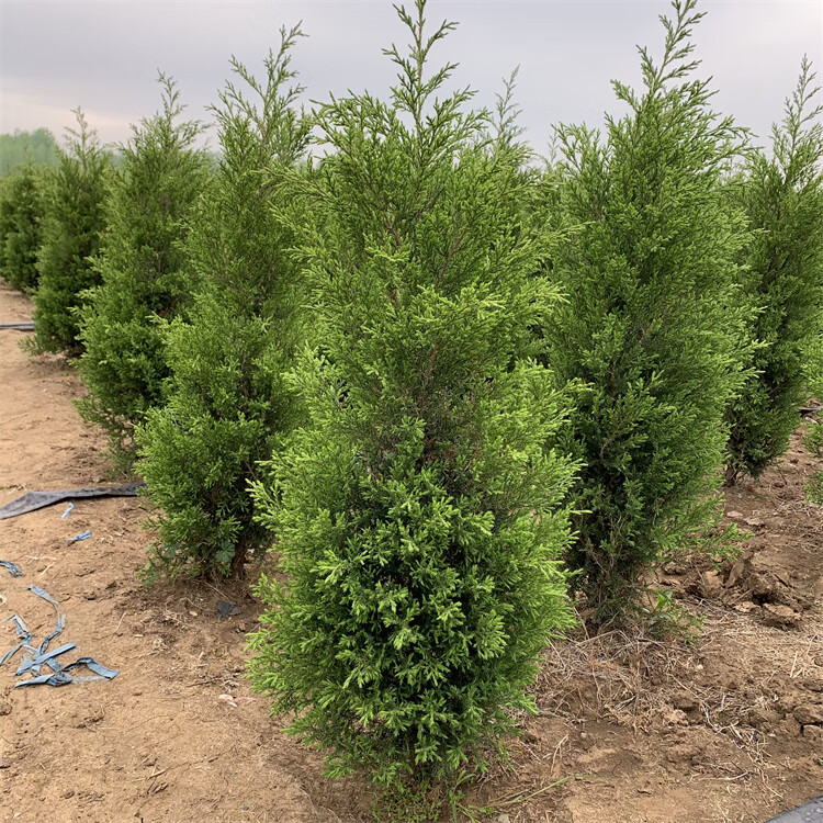 陆地蜀桧松柏树苗宝塔松塔柏清明扫墓地万年四季常青庭院地栽行道遮光
