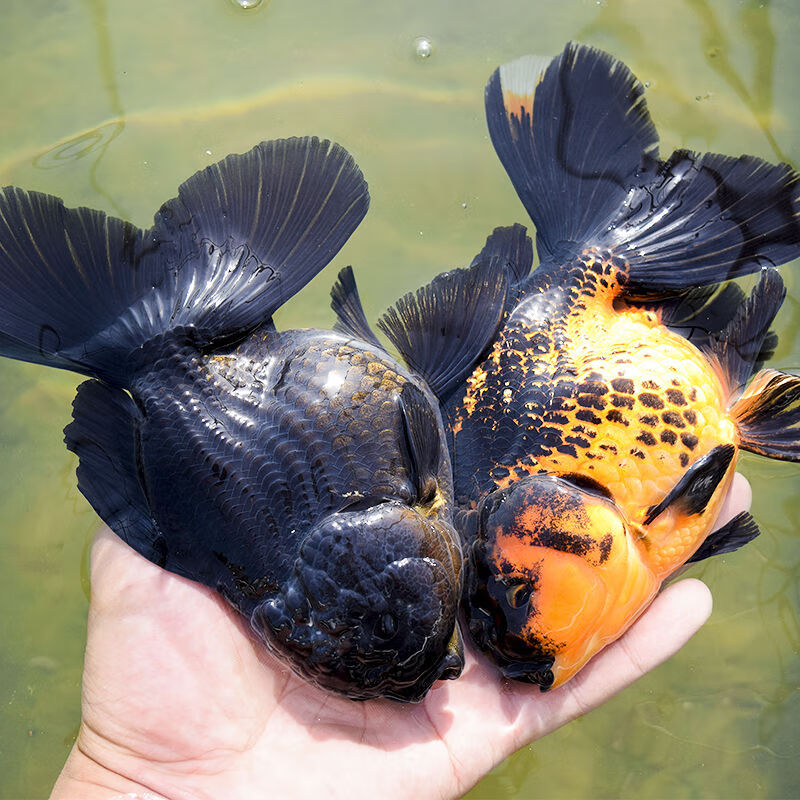 黑泰狮金鱼精品百褶泰狮f1巨人泰狮精品进口原泰鱼苗好养活鱼 2-4cm黑