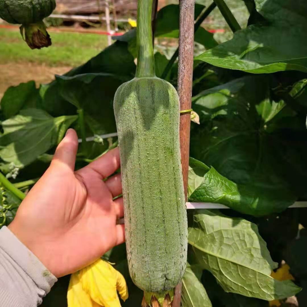 丝瓜新鲜蔬菜河南农家肉丝瓜水瓜香丝瓜短棒肉丝瓜小